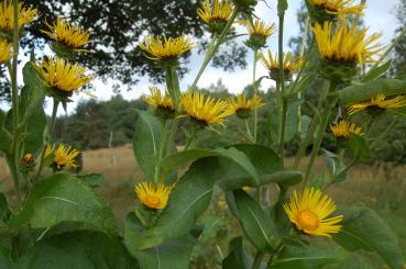 Inula helenium | Echter Alant